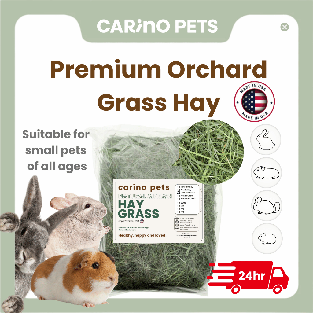 [24HR SHIP] PREMIUM ORCHARD GRASS HAY นําเข้า Timothy Alfalfa Lucerne Hay กระต่าย Guinea Pig Chinchi