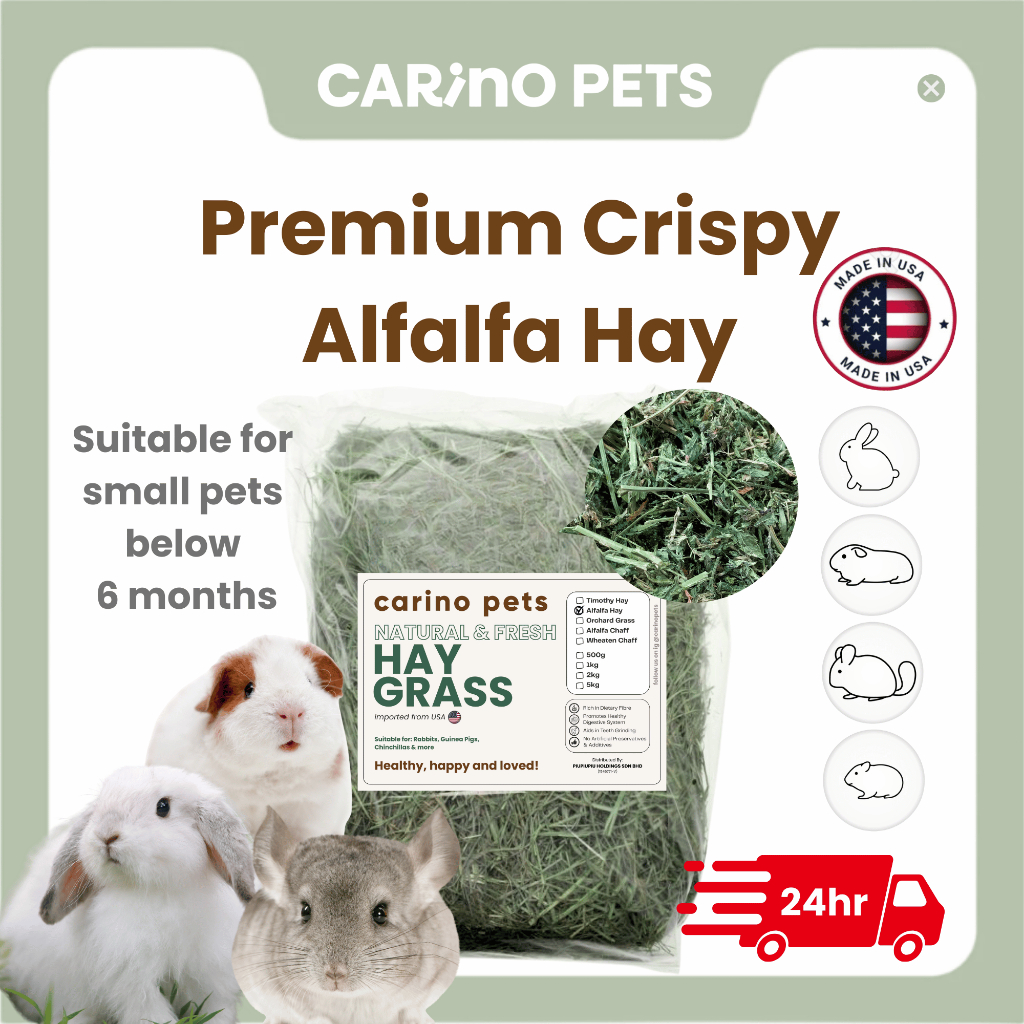 [24HR SHIP] PREMIUM CRISPY ALFALFA HAY นําเข้า Timothy Orchard Lucerne Hay กระต่าย Guinea Pig Chinch