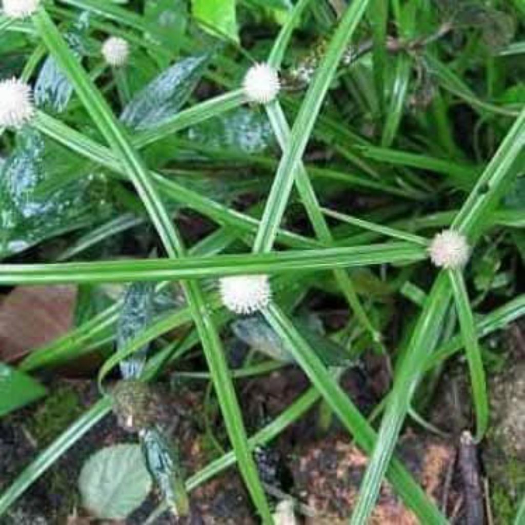 MATA HELICOPTER GRASS TREE / CAT GRASS / PENDUL GRASS / FLY EYE GRASS สําหรับ MAINTAINING CATS AIRER
