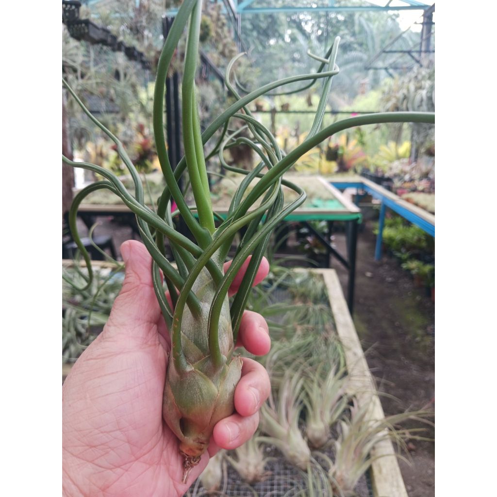 Airplant-T.bulbosa ยักษ์