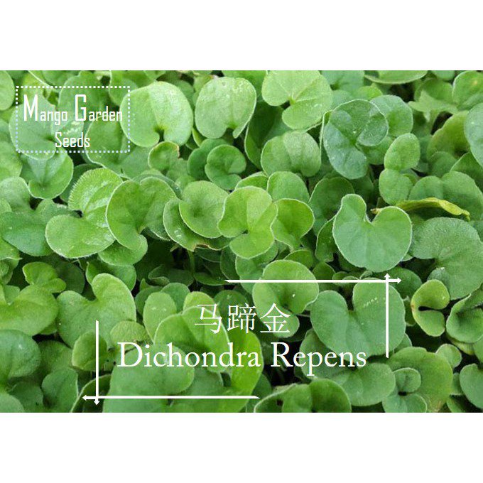 * ,Easy -Money * 200Dichondra 天然* *Repens*马粉香garden Grassland SeedsSeed-หม้อมะม่วงที่เป็นมิตรกับหญ้า