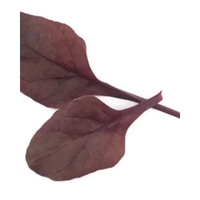 เมล็ด Herb - Bulls Blood Atlanta Red-50G ถึง5Kg-เมล็ดขายส่ง-ผู้ขายในสหราชอาณาจักร ง่าย