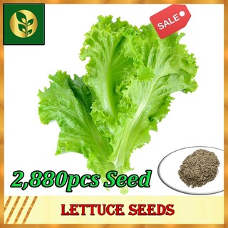 Lettuce Seeds | Lettuce | Lettuce Seed | Golden Plant and Seed Store