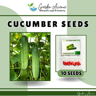 CUCUMBER SEEDS (10 SEEDS) HYBRID/EASY TO GROW/HIGH YIELDING