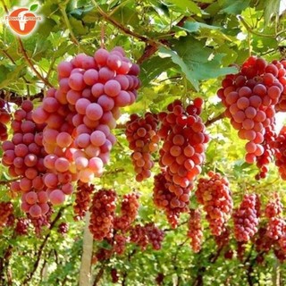 Grape Seeds for Planting & Gardening (100 Seed, Mixed Variety) Fruit Seeds Bonsai Tree Seeds