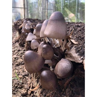 kabuteng saging seeds sa backyards