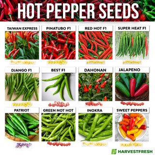 Hot Pepper Seeds for planting Chili Sili Panigang Jalapeno Taiwan Express Super Heat F1 Inokra