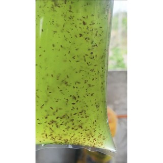 Magna Dapnia Culture Starter with Green and Yeastfood.