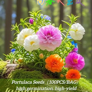 100 Moss Rose (Portulaca) Flower Seeds – Mixed Varieties | Succulent, Low Maintenance, Bonsai & Pot