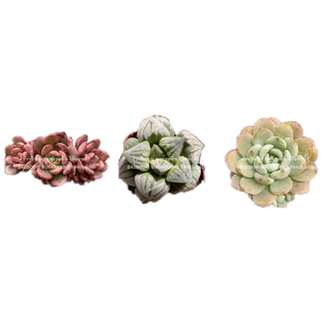 FS 1 กพ. เหลือ 17.-  มาใหม่! กุหลาบหิน ไม้อวบน้ำต้นใหญ่ สายพันธุ์พรีเมี่ยม Succulent Echeveria Haworthia Cactus Lithop