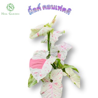 Syngonium Milk Confetti มิ้ลค์ คอนเฟตติ ราคาถูกกก!! เลือกต้นได้ เลี้ยงง่ายโตเร็ว สายหวานห้ามพลาด!! ส่งพร้อมกระถาง 4 นิ้ว