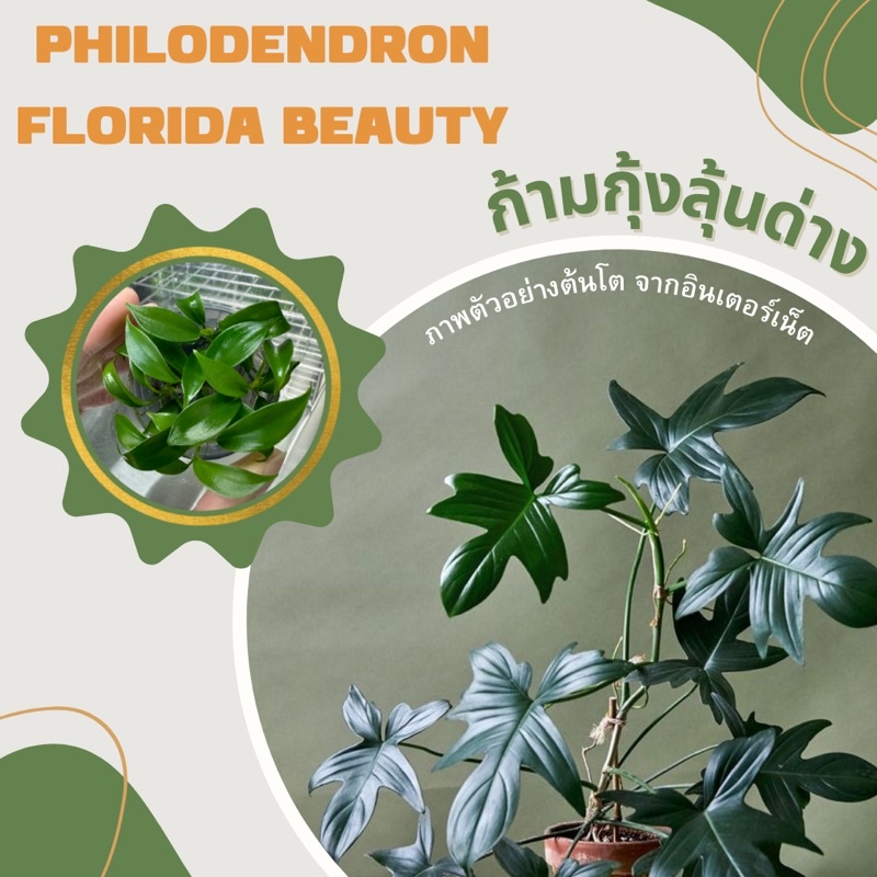 เนื้อเยื่อฟิโลเดนดรอน ก้ามกุ้งลุ้นด่าง (Philodendron Florida Beauty) - คัดต้นเขียวจากกอแม่พันธุ์กอด่าง