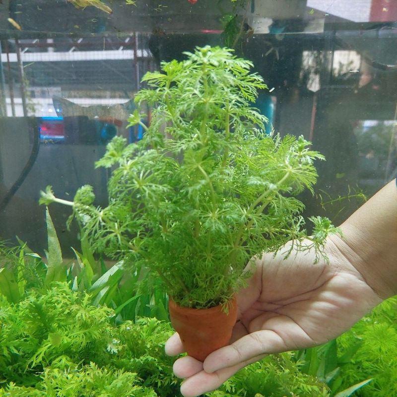 ต้นไม้น้ำ สาหร่ายผักชี 1 กระถาง สีเขียว สวย ทน เลี้ยงง่าย