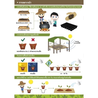 GGEW เมล็ดพันธุ์ซฟ บวบเหลี่ยม เฮอร์คิวลิส 25 เมล้ด ตราศรแดง