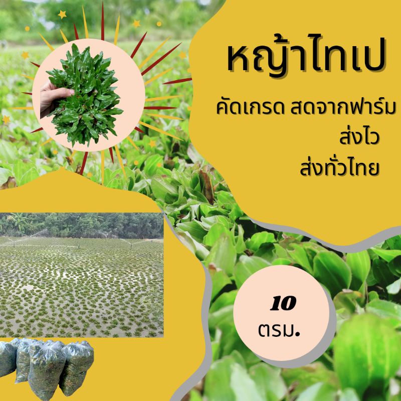 หญ้าไทเปคัดเกรด10ตรม.