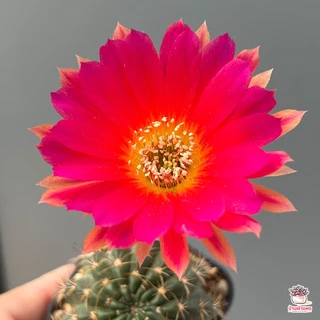 อิชินอปซิส & โลบิเวีย Echinopsis & Lobivia แคคตัส กระบองเพชร cactus&succulent