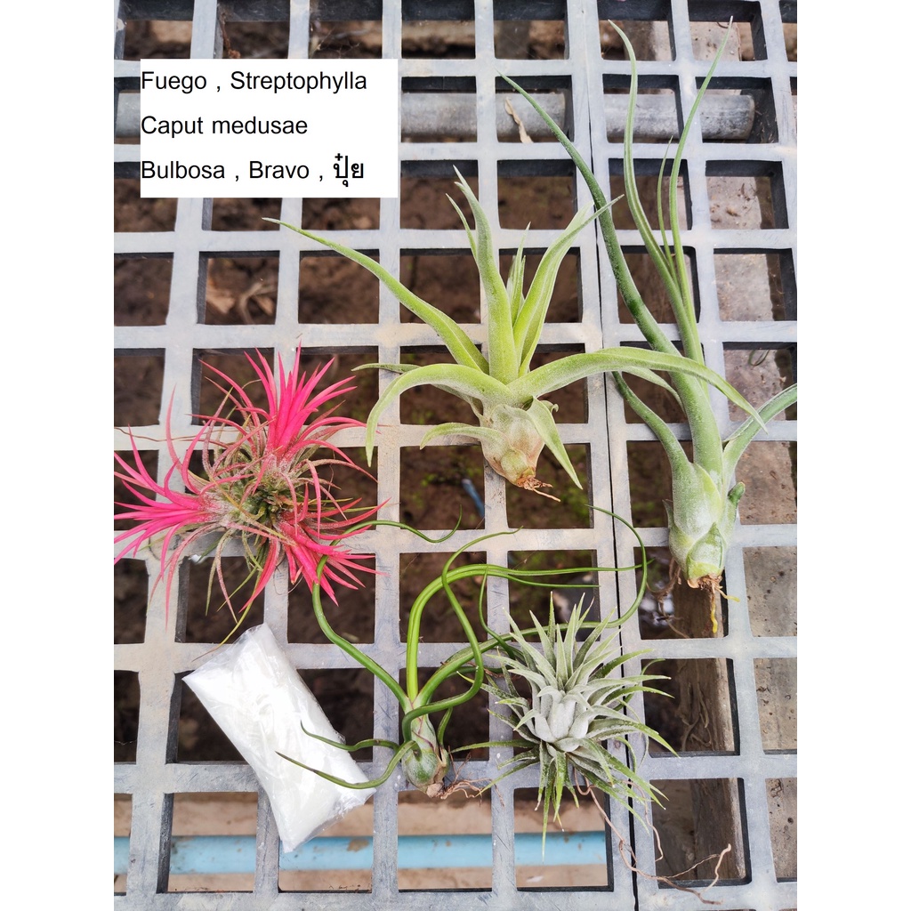 Tillandsia ชุด Starter Pack+ปุ๋ยสำหรับทิลแลนเซีย