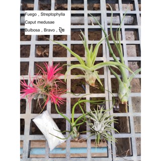 Tillandsia ชุด Starter Pack+ปุ๋ยสำหรับทิลแลนเซีย