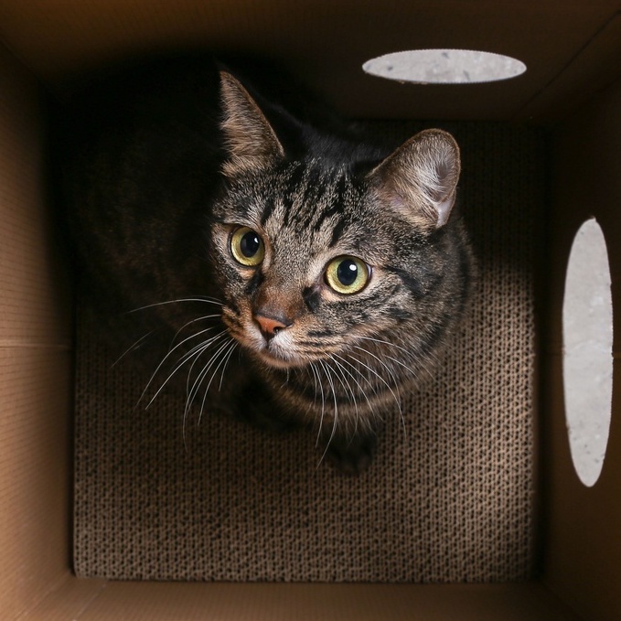 สินค้าใหม่ Rabbit Selection Pet Pidan Cat Scratcher (Cat Hut) Fuji