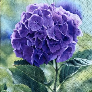 Pladao Napkin ภาพดอกไม้ ไฮเดรนเยียม่วง Purple Hydrangea กระดาษ แนพกิ้น สำหรับงานศิลปะ เดคูพาจ decoupage ขนาด L 33x33