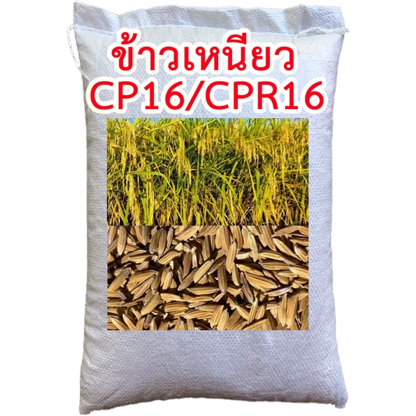 เมล็ดพันธุ์ ข้าวเหนียวหอม CPR16(ใหม่) ขนาด 10,20 กก.
