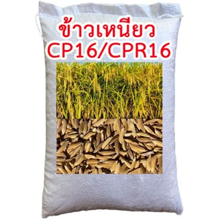 ข้าวเหนียวหอม CPR16(ใหม่) ขนาด 15,20,25 กก.