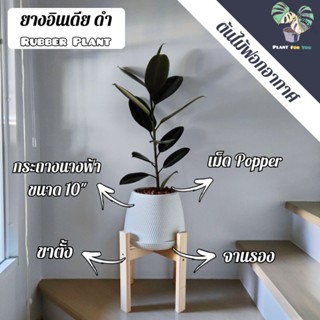 🖤🧚‍♀️ต้นยางอินเดียดำ (Rubber Plant) 60-70 Cm. พร้อมกระถางนางฟ้า10"นิ้ว+จานรอง+เม็ดPopper+ขาตั้ง