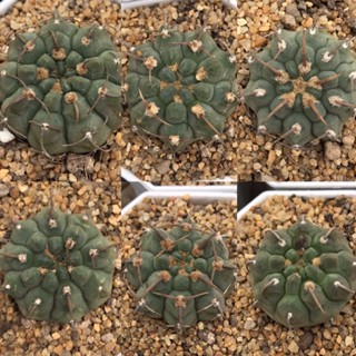 วาตาริ หนามเดี่ยวหนามสวยๆGymnocalycium Vatteri Single spine