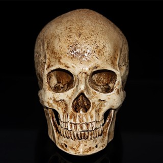 ۞∋✶Resin Human Skull Replica Model Realistic Skeleton Handicraft Decor Lifesize 1:1 dysunbey