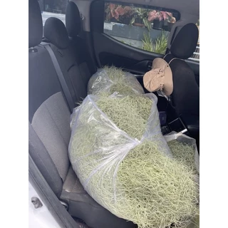 เคราฤาษี1/2kg ครึ่งกิโลกรัม ☘️🌿🍃🍀🍀🍀🍀🍀🍀🍀🍀🍀🍀🍀🍀🍀🍀🍀🍀🍀🍀