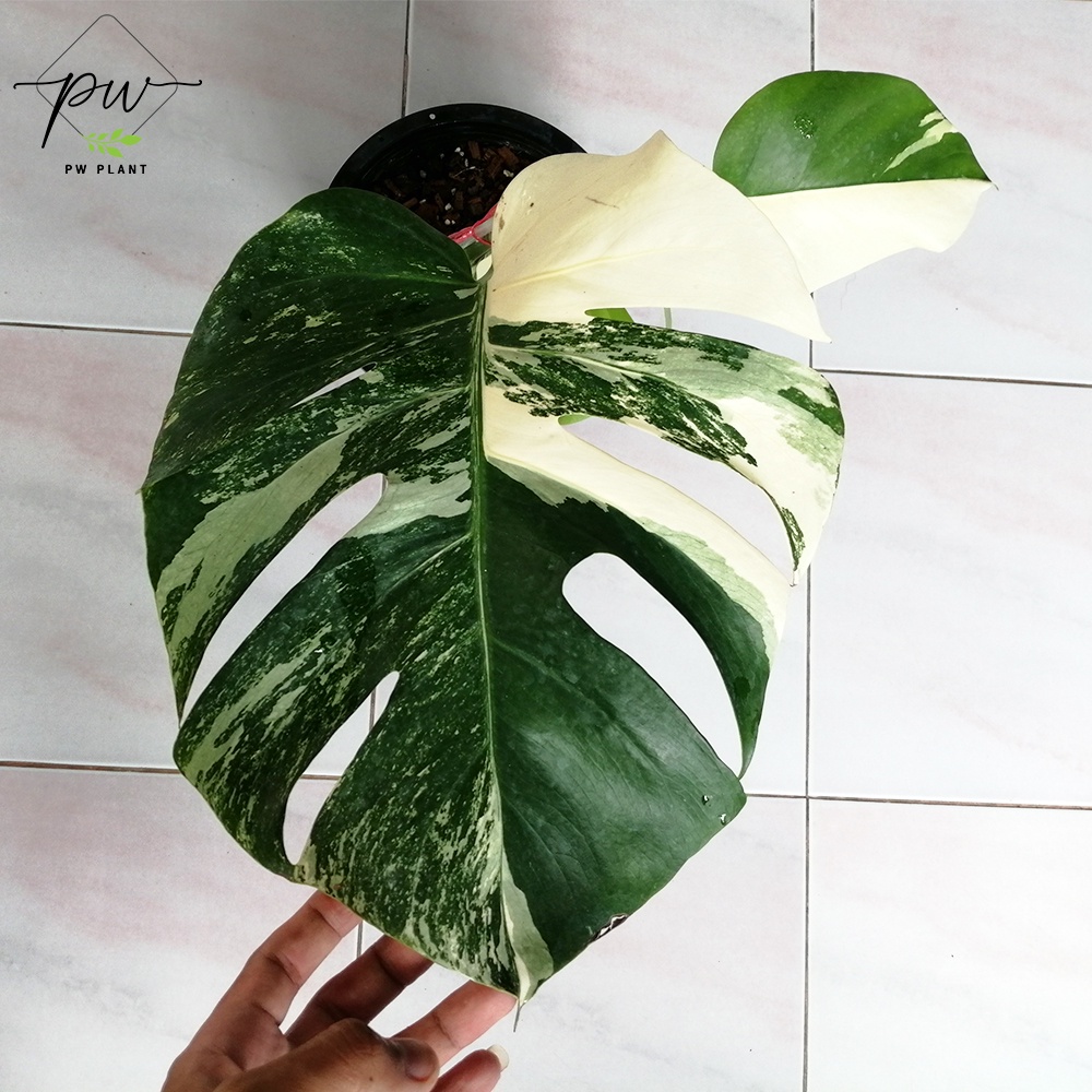 มอนสเตอร่า อัลโบ้ ด่าง ฮอลแลนด์ Monstera Albo Holland ลายวากิว ใบใหม่ฮา ...