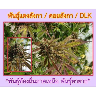 เมล็ดพันธุ์แดงลังกา / ดอยลังกา/ DLK พันธุ์พื้นเมืองภาคเหนือ