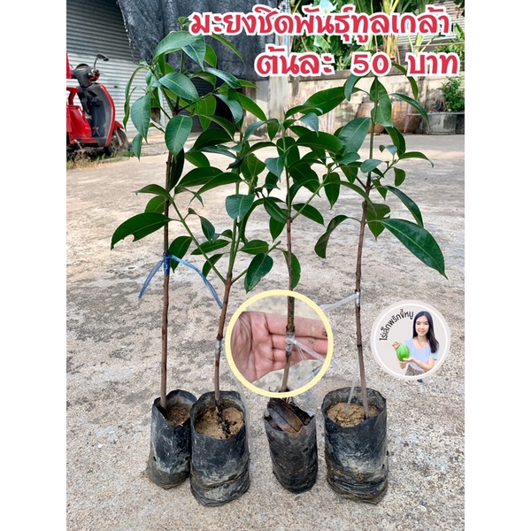 #ต้นมะยงชิดพันธุ์ทูลเกล้า ((เสียบยอด)) ต้นละ 59 บาท 2-3 ปีติดผล ต้นพันธุ์แท้จากนครนายก