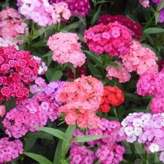 เมล็ดดอกสวีทวิลเลี่ยม คละสี sweet william Dwarf Pinocchio mix seed