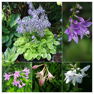 Hosta บอนสีหายาก ต้นไม้มงคล ต้นไม้ฟอกอากาศ เมล็ดดอกไม้ ต้นไม้ประดับ บอนไซ ต้นไม้ พันธุ์ไม้ ต้นไม้ตกแต่งประมาณ 150 เมล็ด