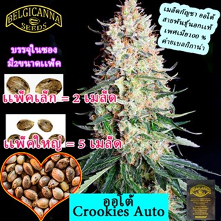 Crookies Auto คลุ๊กกี้ ออโต้นอก+เมีย100 เปอร์เซ็น