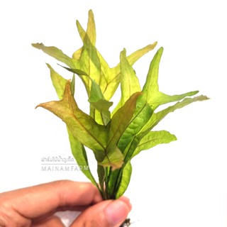 รากดำ โกลเด้นสปาร์คเคิ้ล / หางปลา - Microsorum "Golden Sparkle" / "Fishtail" เฟิร์นน้ำ ไม้น้ำหายาก