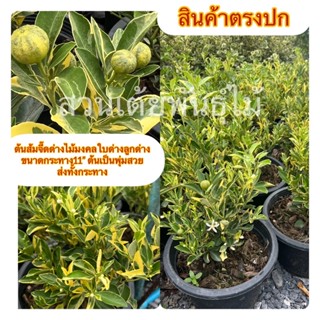 ต้นส้มจี๊ดด่าง 🍊ใบด่างลูกด่าง🍊ขนาดกระทาง11” ต้นเป็นพุ่มสวย🌳ส่งทั้งกระทาง