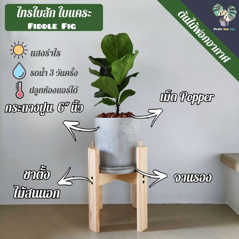 ต้นไทรใบสัก(ใบแคระ) Fiddle fig พร้อมกระถางปูนจานรองเม็ดPopperขาตั้ง ...