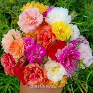 แพรเซี่ยงไฮ้ ขายเป็นกิ่ง กิ่งละ 1 บาท มีหลากหลายสีให้เลือก (ซื้อขั้นต่ำ 20 กิ่ง)