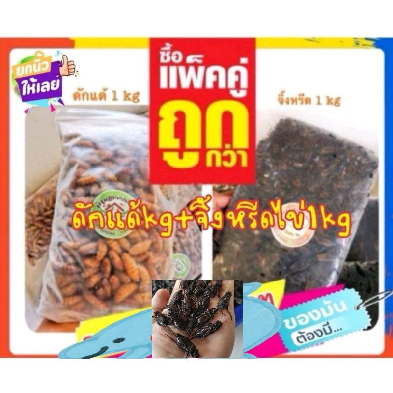 ดักแด้1kgกับจิ้งหรีดไข่1kgฟรีค่าลังโฟมครับ
