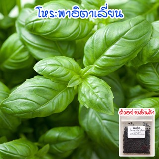 โหระพาใบใหญ่ โหระพาอิตาเลี่ยน เมล็ดพันธุ์ โหระพาฝรั่ง Italian Basil 50-400 เมล็ด ปลูกง่าย โตเร็ว [ซื้อ 10 แถม 1 คละได้]