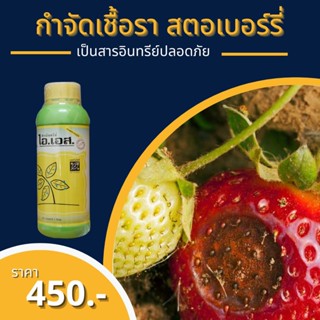 สตอเบอร์รี่ ใบไหม้ ผลเน่า กำจัดโรคสตอเบอร์รี่ จากเชื้อราต่างๆ ปลอดสารพิษ ไอเอส และ FK-T(ใช้ได้ทุกพืช)โดย FK