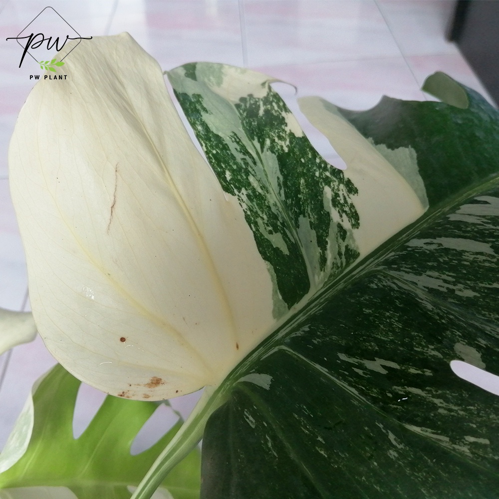 มอนสเตอร่า อัลโบ้ ด่าง ฮอลแลนด์ Monstera Albo Holland ลายวากิว ใบใหม่ฮา ...