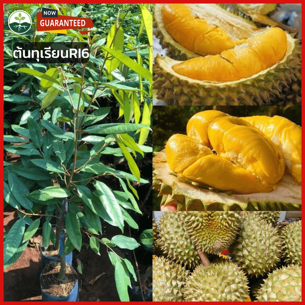 ต้นทุเรียนRI6 ทุเรียนต้นกล้าเสียบยอดสูง 60 - 80 ซม. นำเข้าจากเวียดนาม ผลฉ่ำ ให้ผลผลิตสูง