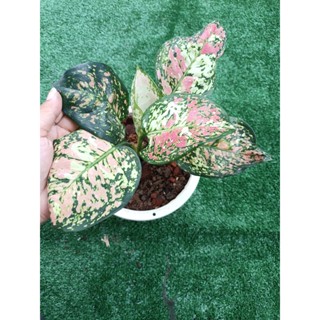 อัญมณีสามสี(Aglaonema tricolor) ส่งพร้อมกระถาง