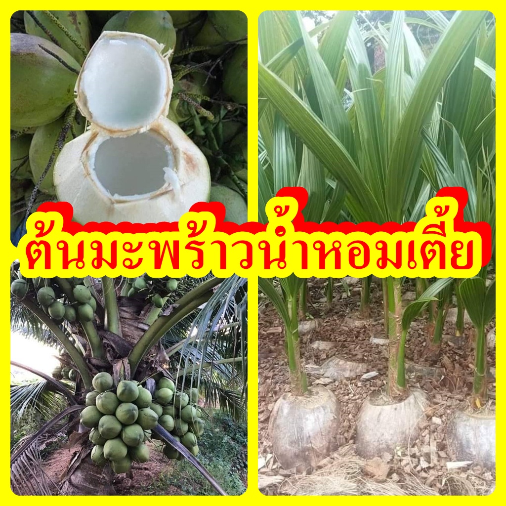 ต้นมะพร้าวน้ำหอมต้นเตี้ย หอมหวานชื่นใจ ดับกระหาย คลายร้อน ต้นพันธุ์สูง 40-50 ซม.แข็งแรงพร้อมปลูก รับประกันพันธุ์แท้ 100%