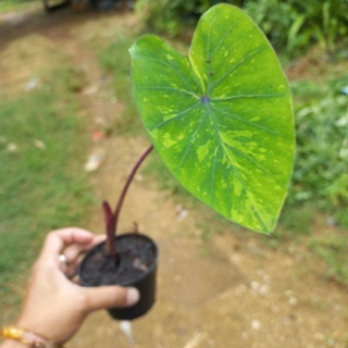 สวยๆลายด่างแปลกตาบอนเลม่อนไลม์ colocasia lemon lime ลดราคาเหลือ 4️⃣2️⃣ บาทจัดส่งทั้งกระถางรากเดินดีลี้ยงได้ทั้งน้ำและดิน