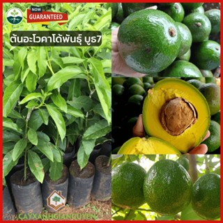 [ต้นอโวคาโดแบบเพาะเมล็ด ]🥑 ต้นอะโวคาโด้พันธุ์ บูธ7 ต้นอโวคาโดแบบเพาะเมล็ดนำเข้าจากเวียดนาม 🥑 สูง 60-80เซ็น ติดผลตลอดปี ใ