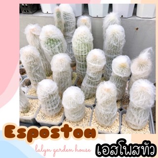 ☁️🌵 Espostoa : เอสโพรทัวแคคตัส ไม้ลำอ้วนๆ ขนฟู ไว้ประดับรอบบ้าน สวยๆ ทนแดดฝน 100% ☀️💧